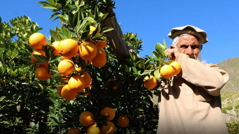 Afghanistan produced more than 13,000 tons of citrus
