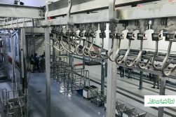 slaughterhouse in Herat