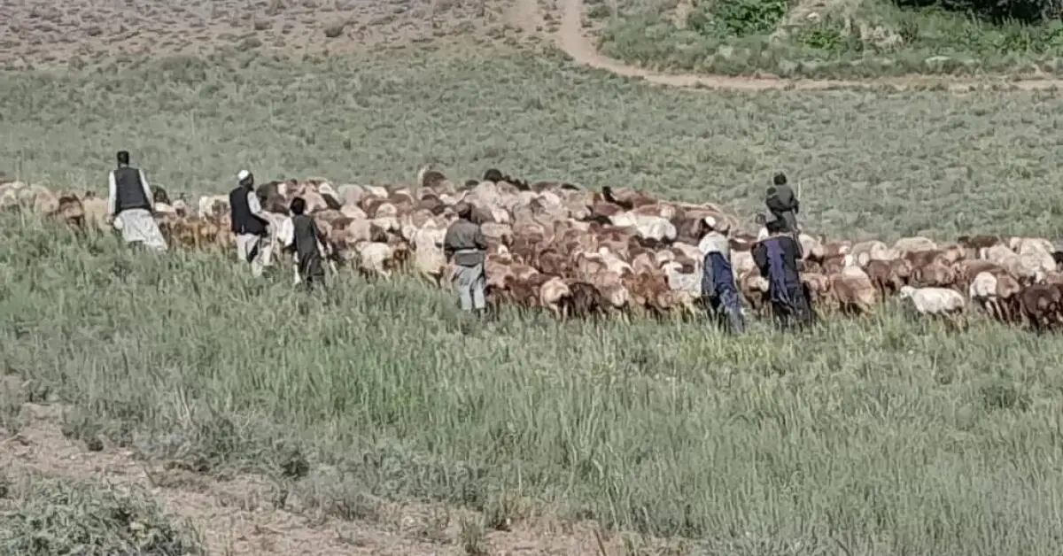 Kuchi Incursion into Panjab, Bamyan in Central Afghanistan: “The Flocks Belong to Mullah Baradar”